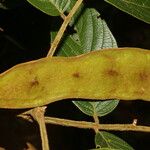 Lonchocarpus ferrugineus