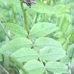 Vicia sepium Folha