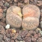 Lithops localis Leaf