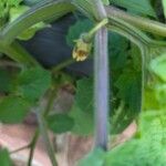 Physalis peruvianaFlower