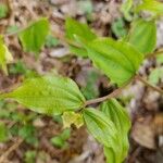 Prosartes smithii Leaf