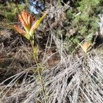 Castilleja linariifolia Blüte