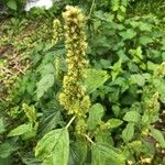 Amaranthus retroflexus花