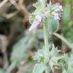 Stachys setifera