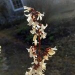 Abeliophyllum distichum Blüte