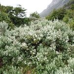 Chiliotrichum diffusum Habitus