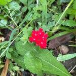 Glandularia peruviana Flor