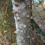 Zanthoxylum clava-herculis Corteza