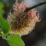 Rosa roxburghii Flower