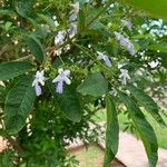 Vitex megapotamica Folio