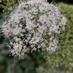 Angelica sylvestris Flower