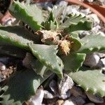 Faucaria tigrinaFolio