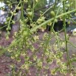 Simarouba glauca Fleur