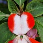 Impatiens walleriana Flower