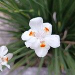 Dietes iridioidesফুল