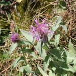 Centaurea jordaniana 形態