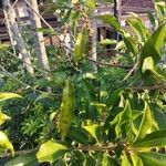 Myrsine coriacea Folha