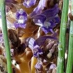 Orobanche nana Кветка