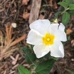 Cistus salviifolius Квітка