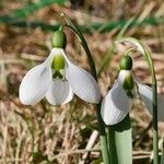 Galanthus elwesii Blüte