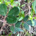 Rhoicissus digitata Leaf