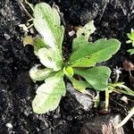 Erigeron floribundus Fuelha