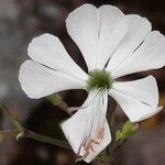 Silene italica Blüte