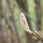 Callicarpa bodinieri Folha