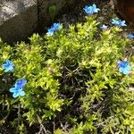 Glandora prostrata 葉