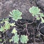 Aeonium castello-paivae Leaf