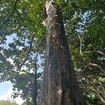 Ceiba pentandraچھال