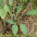 Bupleurum longifolium Other