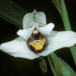 Maxillaria grandiflora Цвят