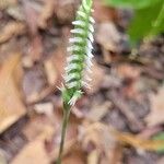 Spiranthes ovalisBlomma