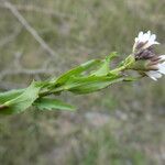 Arabis planisiliqua List