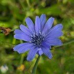 Cichorium endiviaFlor