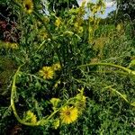 Silphium laciniatum Hàbitat