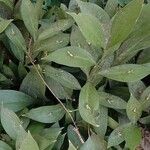 Ruscus hypoglossum 整株植物