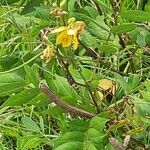 Senna occidentalis Blomst