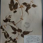 Clematis connata Otro