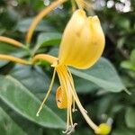 Lonicera hildebrandtiana Blüte