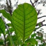 Psychotria carthagenensis Hoja
