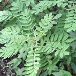 Indigofera arrecta List