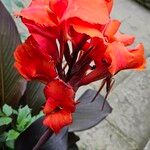 Canna × hybrida Květ