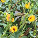 Zornia reticulata Flor