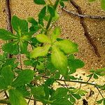 Cleome viscosa Ліст