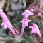 Thymus longiflorus Fula