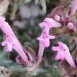 Thymus longiflorus Flower