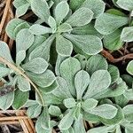 Antennaria parvifolia Leaf