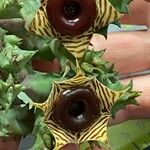 Huernia zebrina പുഷ്പം